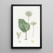 Microstylis painting with Mexican snake tongue leaves - Sydenham Edwards — framed artwork on a wall