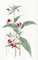 Cuphea à deux pétales mexicaine - Sydenham Edwards — artwork view