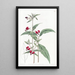 Cuphea à deux pétales mexicaine - Sydenham Edwards — framed artwork on a wall