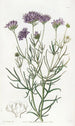 Gilia à feuilles de millefeuille - Sydenham Edwards — artwork view
