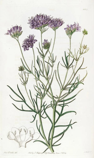 Sydenham Edwards - Milfoilleaved Gilia.webp