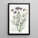 Gilia à feuilles de millefeuille - Sydenham Edwards — framed artwork on a wall