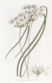 Hespéroscordum blanc laiteux - Sydenham Edwards — artwork view