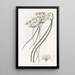 Hespéroscordum blanc laiteux - Sydenham Edwards — framed artwork on a wall