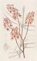 Renanthera du matin - Sydenham Edwards — artwork view