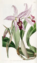 Laelia anceps variety by M. Barker - Sydenham Edwards — artwork view