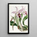 Laelia anceps variety by M. Barker - Sydenham Edwards — framed artwork on a wall