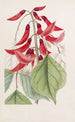 Erythrina painting by M. Bidwill - Sydenham Edwards — artwork view