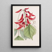 Erythrina painting by M. Bidwill - Sydenham Edwards — framed artwork on a wall