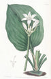 Eurycles Painting by M. Cunningham - Sydenham Edwards — artwork view
