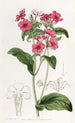 M. Drummond's Phlox Painting - Sydenham Edwards — artwork view