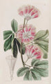 Inga de M. Harris - Sydenham Edwards — artwork view