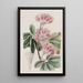 Inga de M. Harris - Sydenham Edwards — framed artwork on a wall