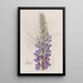 Lupin Painting by M. Hartweg - Sydenham Edwards — framed artwork on a wall