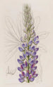 Lupin Painting by M. Hartweg - Sydenham Edwards — artwork view