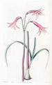 Phycella painting by M. Herbert - Sydenham Edwards — artwork view