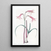 Phycella painting by M. Herbert - Sydenham Edwards — framed artwork on a wall