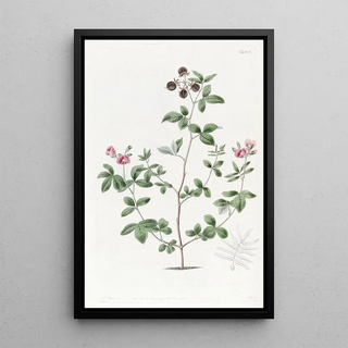 Sydenham Edwards - Mr Knights Gompholobium.webp