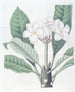 M. Lambert's Plumeria Painting - Sydenham Edwards — artwork view
