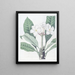 M. Lambert's Plumeria Painting - Sydenham Edwards — framed artwork on a wall