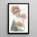 Oncidium Painting by M. Lance - Sydenham Edwards — framed artwork on a wall