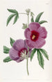 Hibiscus Painting by M. Lindley - Sydenham Edwards — artwork view
