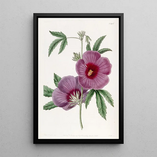 Sydenham Edwards - Mr Lindleys Hibiscus.webp