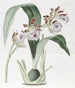 M. Mackay's Eulophia - Sydenham Edwards — artwork view