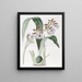 M. Mackay's Eulophia - Sydenham Edwards — framed artwork on a wall