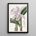 Cattleya painting by M. Perrin - Sydenham Edwards — framed artwork on a wall