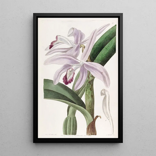 Sydenham Edwards - Mr Perrins Cattleya.webp