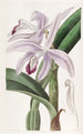 Cattleya painting by M. Perrin - Sydenham Edwards — artwork view