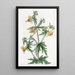 Loasa by M. Place - Sydenham Edwards — framed artwork on a wall