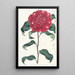 Crimson Camellia Painting by M. Reeves - Sydenham Edwards — framed artwork on a wall