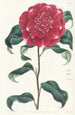 Crimson Camellia Painting by M. Reeves - Sydenham Edwards — artwork view