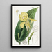 Balisier Painting by M. Reeves - Sydenham Edwards — framed artwork on a wall