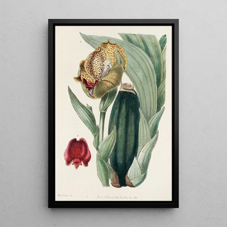 Sydenham Edwards - Mr Ruckers Anguloa.webp