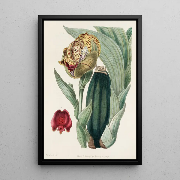 Anguloa painting by M. Rucker - Sydenham Edwards — framed artwork on a wall