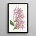 M. Skinner - Sydenham Edwards — framed artwork on a wall