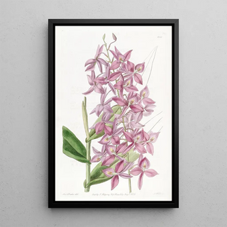 Sydenham Edwards - Mr Skinners Epidendrum.webp