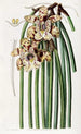 Maxillaria de M. Steels - Sydenham Edwards — artwork view