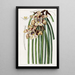 Maxillaria de M. Steels - Sydenham Edwards — framed artwork on a wall