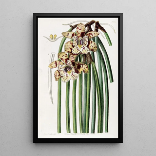 Sydenham Edwards - Mr Steels Maxillaria.webp