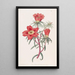 Pourpier by Mr. Thelluson - Sydenham Edwards — framed artwork on a wall