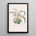 M. Warner - Sydenham Edwards Snake Tongue Painting — framed artwork on a wall