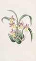 M. Warner - Sydenham Edwards Snake Tongue Painting — artwork view