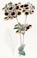 Calceolaria Painting by M. Young - Sydenham Edwards — artwork view