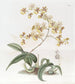 Oncidium by Mrs. Arnold Harrison - Sydenham Edwards — artwork view