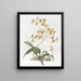 Oncidium by Mrs. Arnold Harrison - Sydenham Edwards — framed artwork on a wall