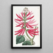 Erythrine with bare flowers - Sydenham Edwards — framed artwork on a wall